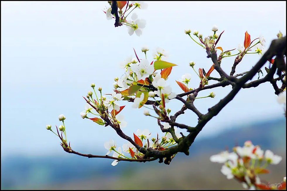 【春天，广西桂林灌阳县向您发出邀请！】我们在灌阳看梨花 - 游山玩水 - 固原生活社区 - 固原28生活网 guyuan.28life.com