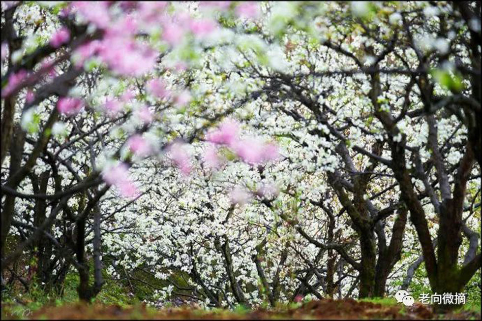 【春天，广西桂林灌阳县向您发出邀请！】我们在灌阳看梨花 - 游山玩水 - 固原生活社区 - 固原28生活网 guyuan.28life.com