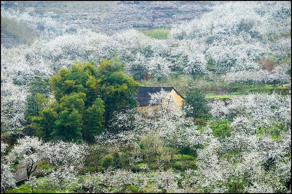 【春天，广西桂林灌阳县向您发出邀请！】我们在灌阳看梨花 - 游山玩水 - 固原生活社区 - 固原28生活网 guyuan.28life.com