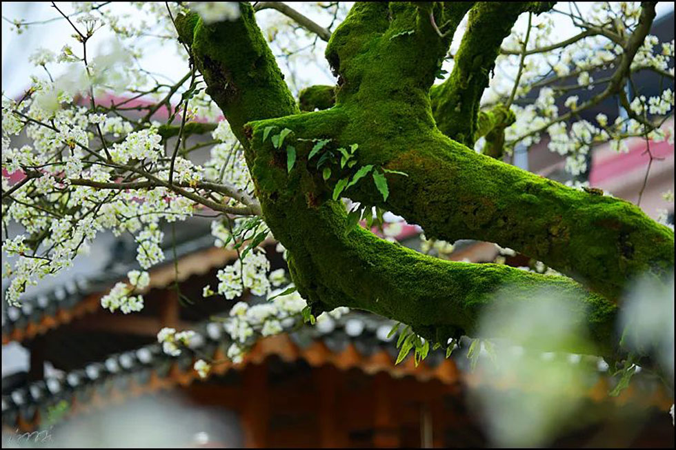 【春天，广西桂林灌阳县向您发出邀请！】我们在灌阳看梨花 - 游山玩水 - 固原生活社区 - 固原28生活网 guyuan.28life.com