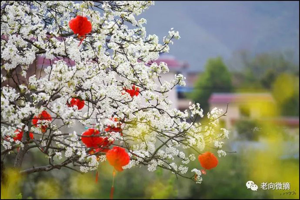 【春天，广西桂林灌阳县向您发出邀请！】我们在灌阳看梨花 - 游山玩水 - 固原生活社区 - 固原28生活网 guyuan.28life.com