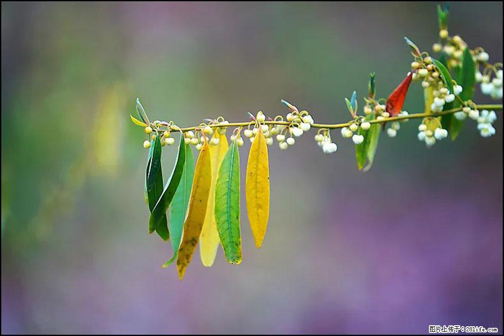 【春天，广西桂林灌阳县向您发出邀请！】米珠山前有片山苍子花在飘香 - 游山玩水 - 固原生活社区 - 固原28生活网 guyuan.28life.com