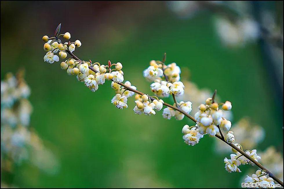 【春天，广西桂林灌阳县向您发出邀请！】米珠山前有片山苍子花在飘香 - 游山玩水 - 固原生活社区 - 固原28生活网 guyuan.28life.com