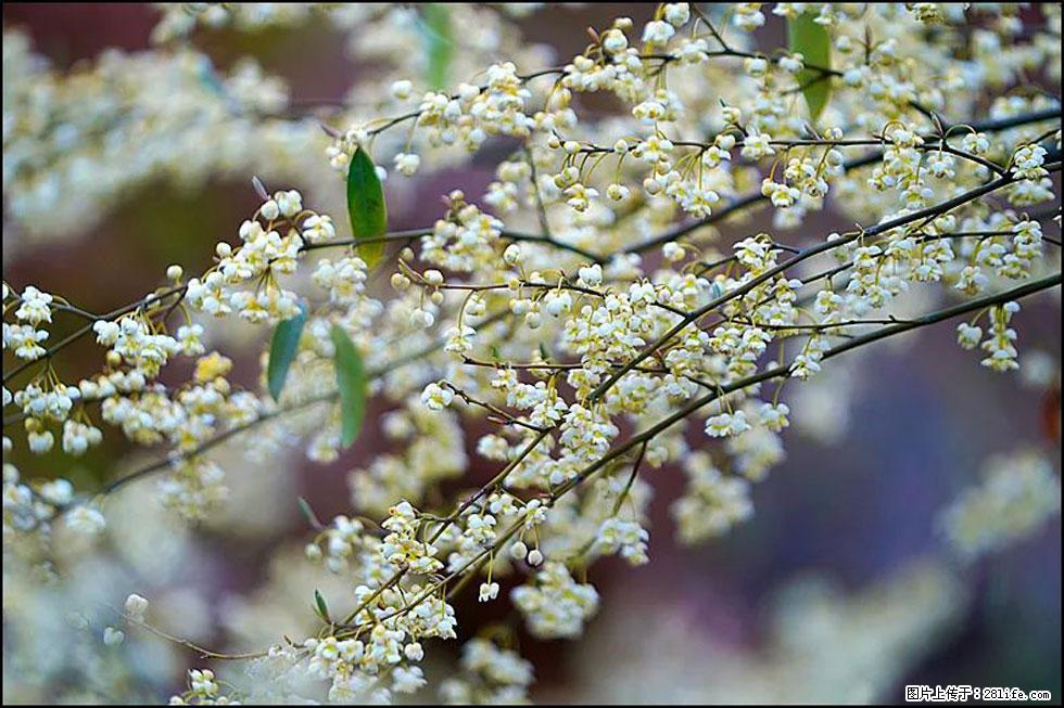 【春天，广西桂林灌阳县向您发出邀请！】米珠山前有片山苍子花在飘香 - 游山玩水 - 固原生活社区 - 固原28生活网 guyuan.28life.com