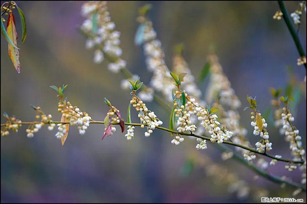 【春天，广西桂林灌阳县向您发出邀请！】米珠山前有片山苍子花在飘香 - 游山玩水 - 固原生活社区 - 固原28生活网 guyuan.28life.com