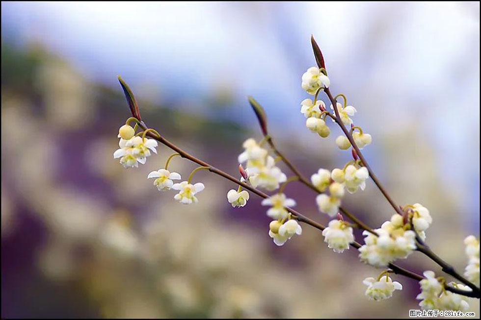 【春天，广西桂林灌阳县向您发出邀请！】米珠山前有片山苍子花在飘香 - 游山玩水 - 固原生活社区 - 固原28生活网 guyuan.28life.com