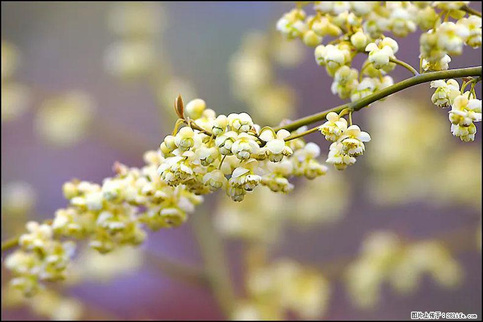 【春天，广西桂林灌阳县向您发出邀请！】米珠山前有片山苍子花在飘香 - 游山玩水 - 固原生活社区 - 固原28生活网 guyuan.28life.com