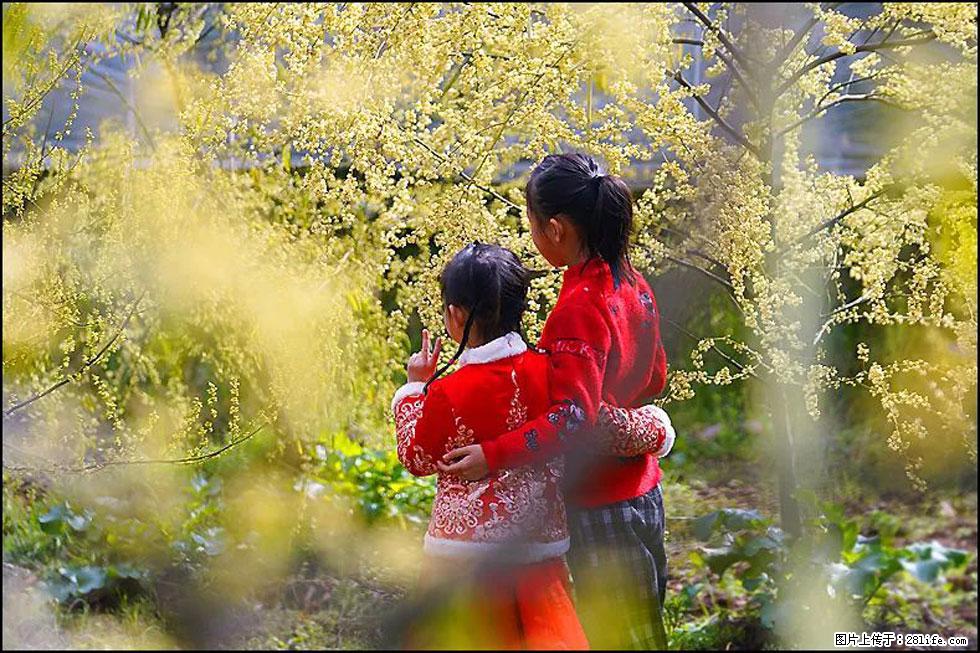 【春天，广西桂林灌阳县向您发出邀请！】米珠山前有片山苍子花在飘香 - 游山玩水 - 固原生活社区 - 固原28生活网 guyuan.28life.com