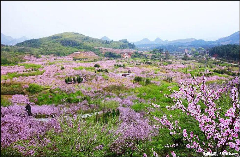 【春天,广西桂林灌阳县向您发出邀请!】官庄村有个醉美的桃花园 - 游山玩水 - 固原生活社区 - 固原28生活网 guyuan.28life.com