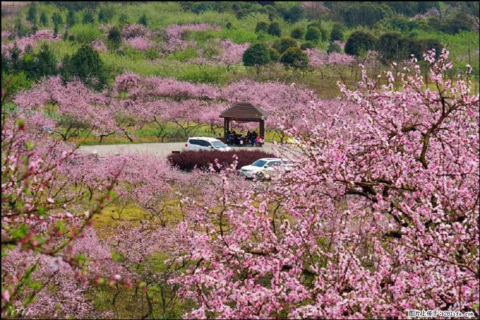 【春天,广西桂林灌阳县向您发出邀请!】官庄村有个醉美的桃花园 - 游山玩水 - 固原生活社区 - 固原28生活网 guyuan.28life.com