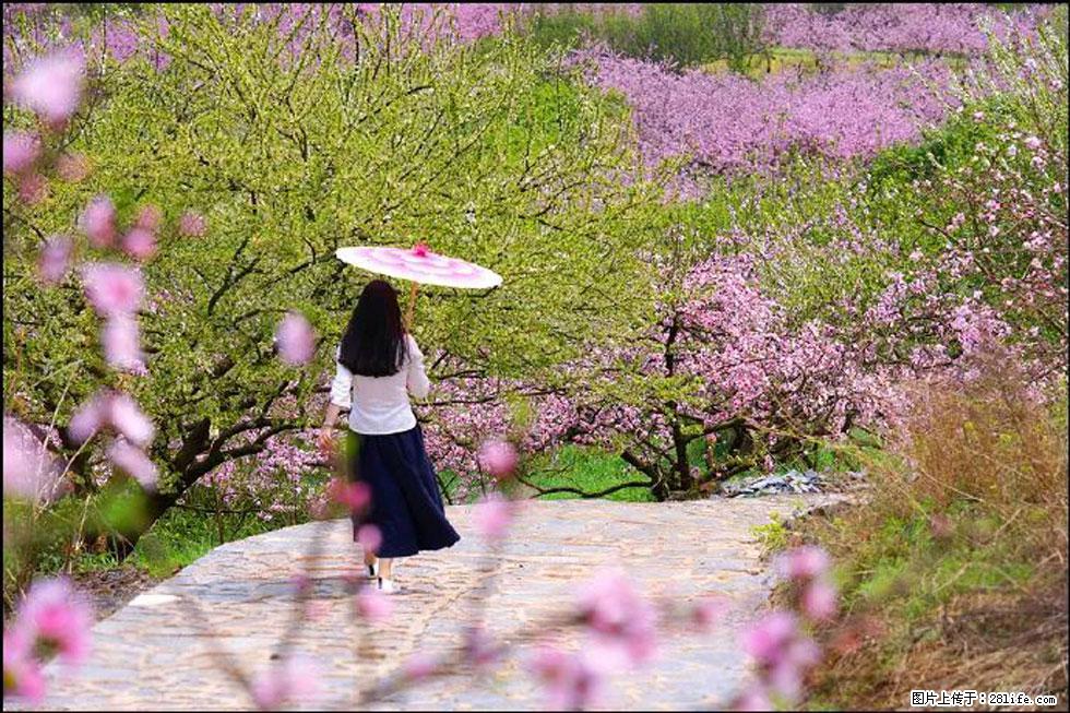 【春天,广西桂林灌阳县向您发出邀请!】官庄村有个醉美的桃花园 - 游山玩水 - 固原生活社区 - 固原28生活网 guyuan.28life.com