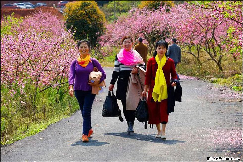 【春天,广西桂林灌阳县向您发出邀请!】官庄村有个醉美的桃花园 - 游山玩水 - 固原生活社区 - 固原28生活网 guyuan.28life.com