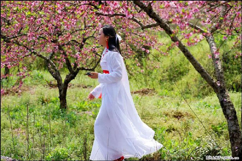 【春天,广西桂林灌阳县向您发出邀请!】官庄村有个醉美的桃花园 - 游山玩水 - 固原生活社区 - 固原28生活网 guyuan.28life.com