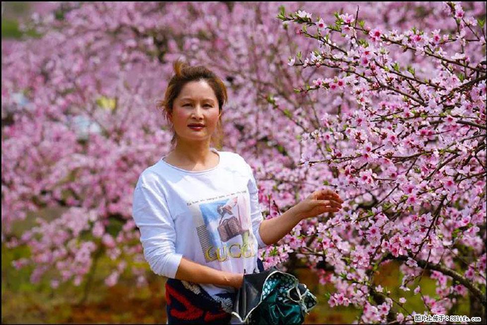 【春天,广西桂林灌阳县向您发出邀请!】官庄村有个醉美的桃花园 - 游山玩水 - 固原生活社区 - 固原28生活网 guyuan.28life.com