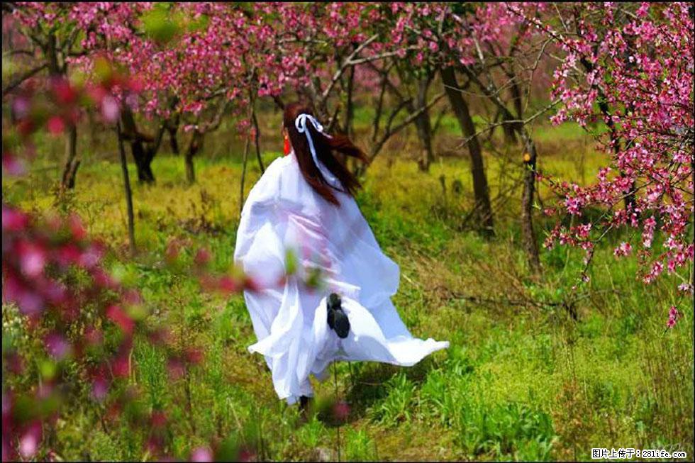 【春天,广西桂林灌阳县向您发出邀请!】官庄村有个醉美的桃花园 - 游山玩水 - 固原生活社区 - 固原28生活网 guyuan.28life.com