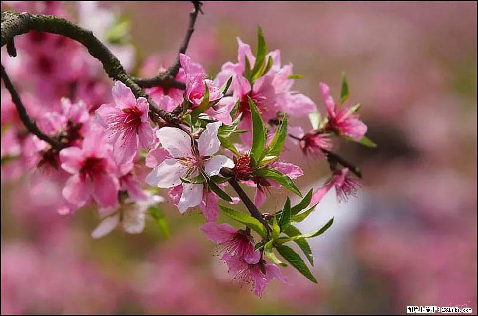 【春天,广西桂林灌阳县向您发出邀请!】官庄村有个醉美的桃花园 - 游山玩水 - 固原生活社区 - 固原28生活网 guyuan.28life.com