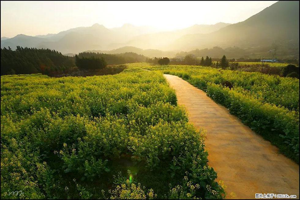 【春天，广西桂林灌阳县向您发出邀请！】长坪村油菜盛情花开 - 游山玩水 - 固原生活社区 - 固原28生活网 guyuan.28life.com