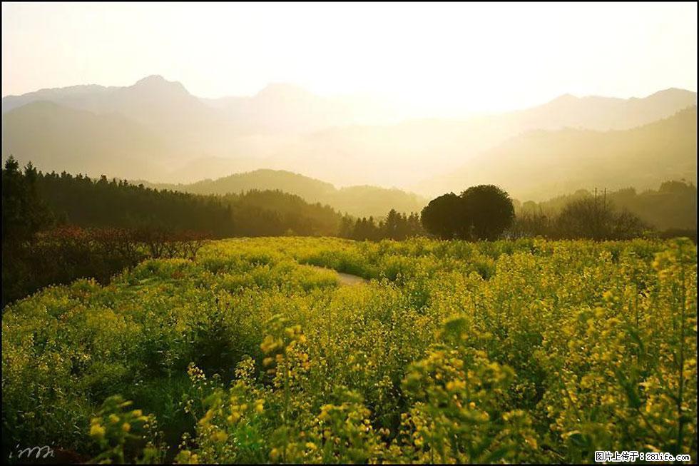 【春天，广西桂林灌阳县向您发出邀请！】长坪村油菜盛情花开 - 游山玩水 - 固原生活社区 - 固原28生活网 guyuan.28life.com