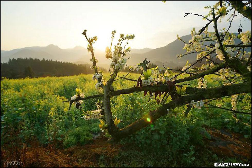 【春天，广西桂林灌阳县向您发出邀请！】长坪村油菜盛情花开 - 游山玩水 - 固原生活社区 - 固原28生活网 guyuan.28life.com