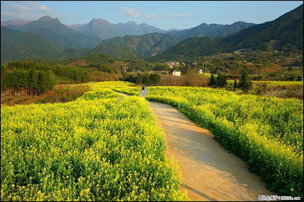 【春天，广西桂林灌阳县向您发出邀请！】长坪村油菜盛情花开 - 游山玩水 - 固原生活社区 - 固原28生活网 guyuan.28life.com