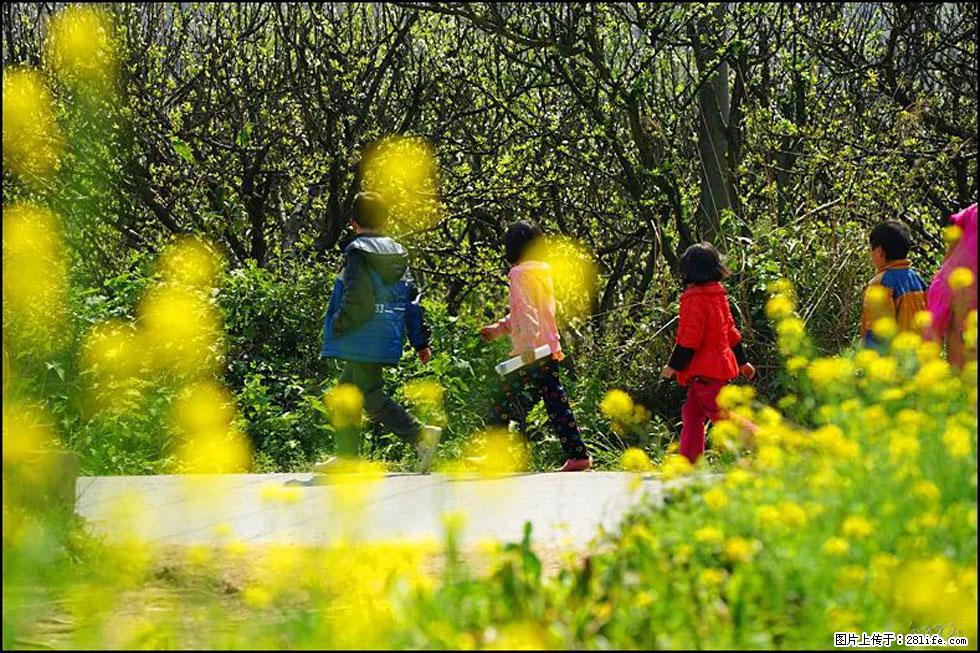 【春天，广西桂林灌阳县向您发出邀请！】长坪村油菜盛情花开 - 游山玩水 - 固原生活社区 - 固原28生活网 guyuan.28life.com