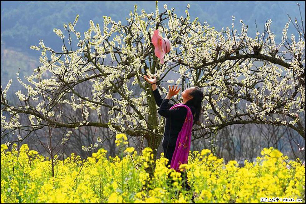 【春天，广西桂林灌阳县向您发出邀请！】长坪村油菜盛情花开 - 游山玩水 - 固原生活社区 - 固原28生活网 guyuan.28life.com