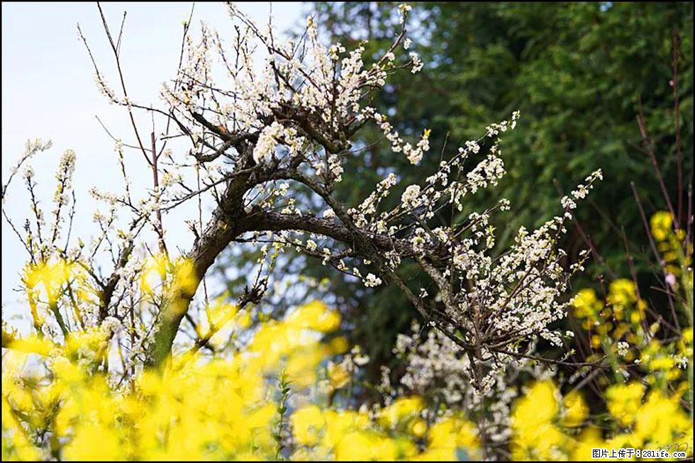 【春天，广西桂林灌阳县向您发出邀请！】长坪村油菜盛情花开 - 游山玩水 - 固原生活社区 - 固原28生活网 guyuan.28life.com