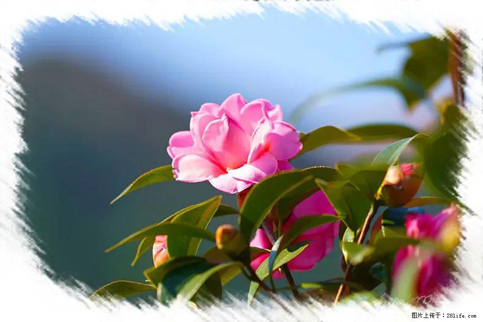 【春天，广西桂林灌阳县向您发出邀请！】杨柳井茶花惹人爱 - 游山玩水 - 固原生活社区 - 固原28生活网 guyuan.28life.com