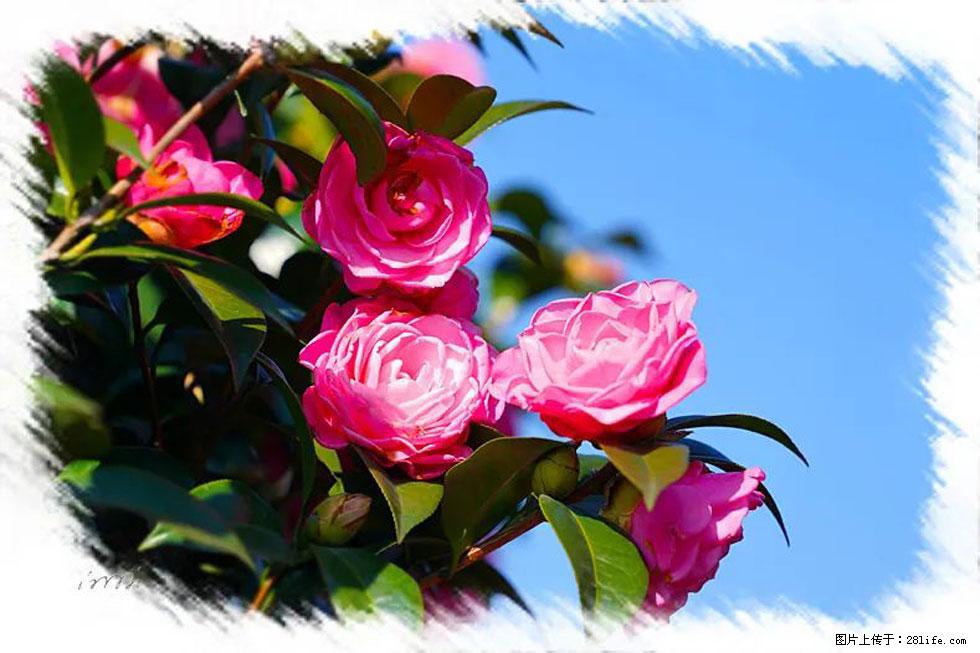 【春天，广西桂林灌阳县向您发出邀请！】杨柳井茶花惹人爱 - 游山玩水 - 固原生活社区 - 固原28生活网 guyuan.28life.com