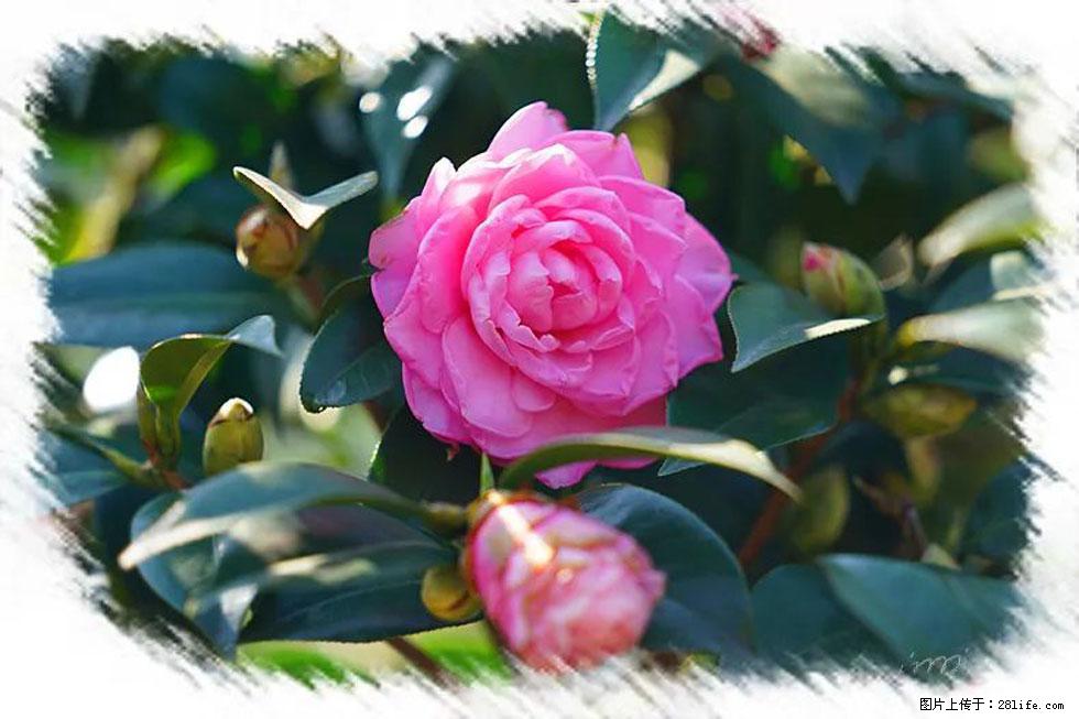 【春天，广西桂林灌阳县向您发出邀请！】杨柳井茶花惹人爱 - 游山玩水 - 固原生活社区 - 固原28生活网 guyuan.28life.com