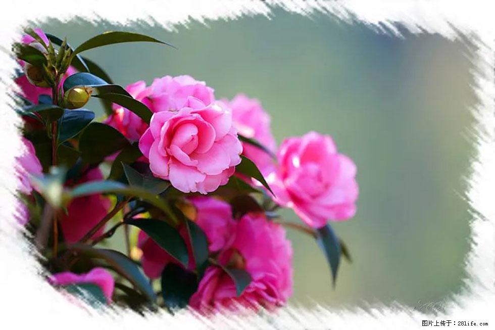 【春天，广西桂林灌阳县向您发出邀请！】杨柳井茶花惹人爱 - 游山玩水 - 固原生活社区 - 固原28生活网 guyuan.28life.com