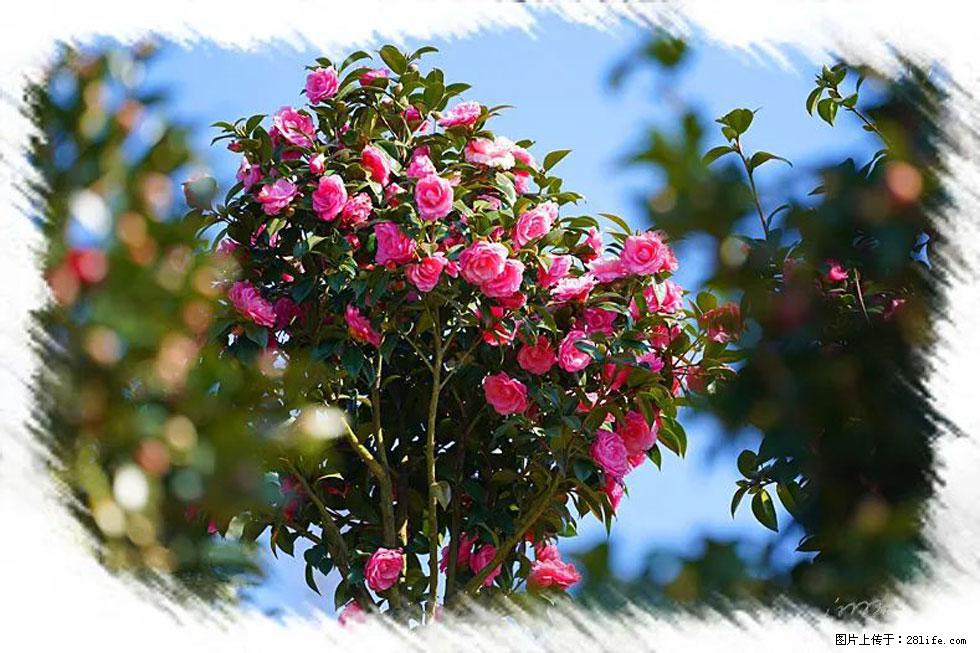 【春天，广西桂林灌阳县向您发出邀请！】杨柳井茶花惹人爱 - 游山玩水 - 固原生活社区 - 固原28生活网 guyuan.28life.com