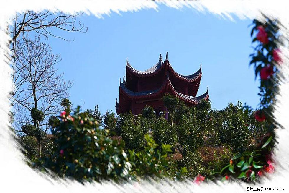 【春天，广西桂林灌阳县向您发出邀请！】杨柳井茶花惹人爱 - 游山玩水 - 固原生活社区 - 固原28生活网 guyuan.28life.com