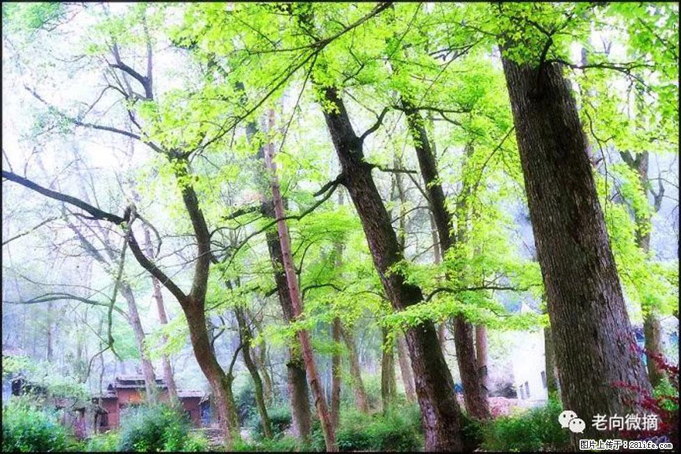 【春天，广西桂林灌阳县向您发出邀请！】在小龙村与春天约会 - 游山玩水 - 固原生活社区 - 固原28生活网 guyuan.28life.com