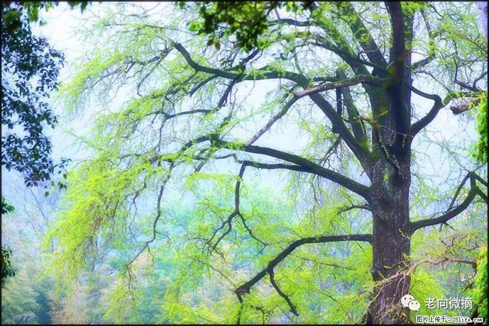 【春天，广西桂林灌阳县向您发出邀请！】在小龙村与春天约会 - 游山玩水 - 固原生活社区 - 固原28生活网 guyuan.28life.com