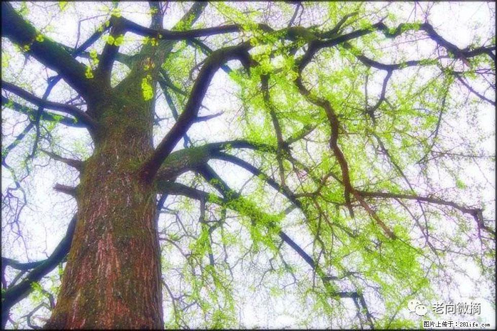 【春天，广西桂林灌阳县向您发出邀请！】在小龙村与春天约会 - 游山玩水 - 固原生活社区 - 固原28生活网 guyuan.28life.com