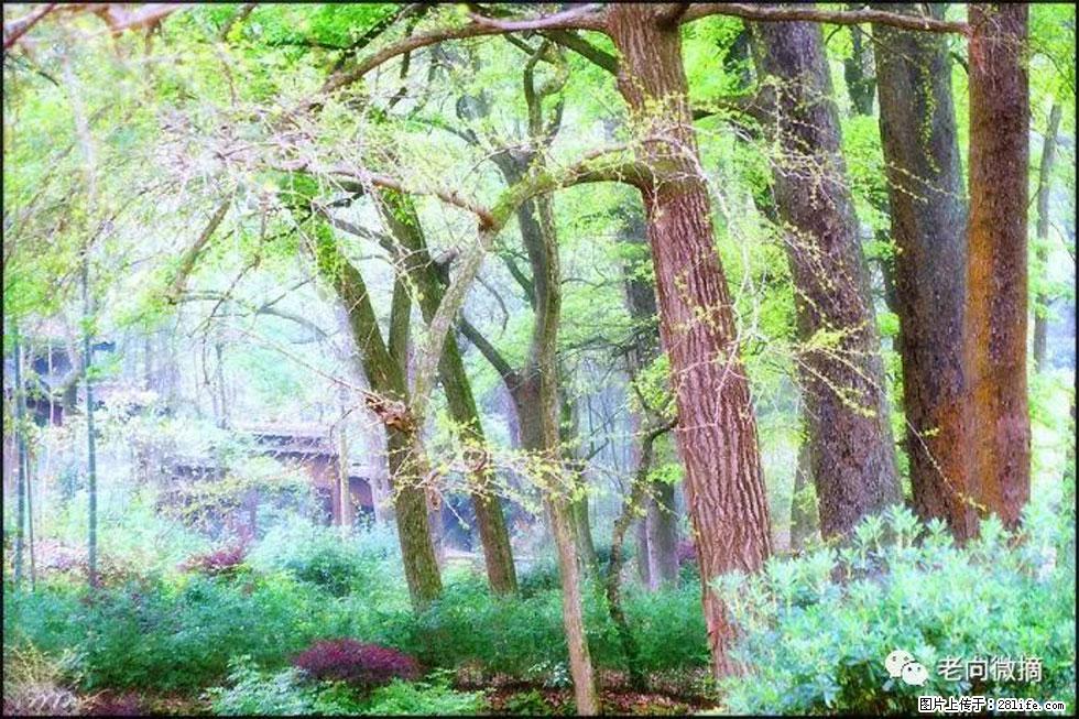 【春天，广西桂林灌阳县向您发出邀请！】在小龙村与春天约会 - 游山玩水 - 固原生活社区 - 固原28生活网 guyuan.28life.com