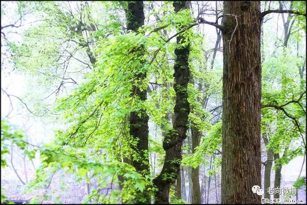 【春天，广西桂林灌阳县向您发出邀请！】在小龙村与春天约会 - 游山玩水 - 固原生活社区 - 固原28生活网 guyuan.28life.com