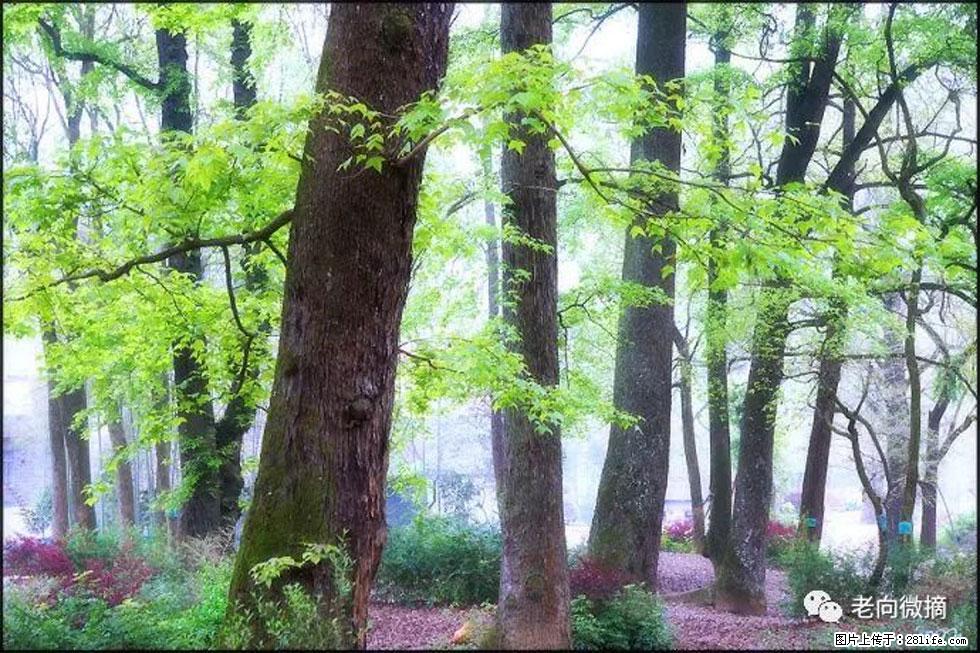 【春天，广西桂林灌阳县向您发出邀请！】在小龙村与春天约会 - 游山玩水 - 固原生活社区 - 固原28生活网 guyuan.28life.com