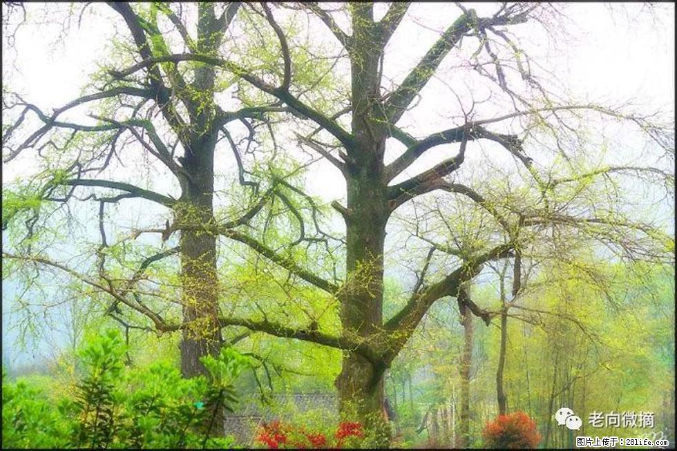 【春天，广西桂林灌阳县向您发出邀请！】在小龙村与春天约会 - 游山玩水 - 固原生活社区 - 固原28生活网 guyuan.28life.com