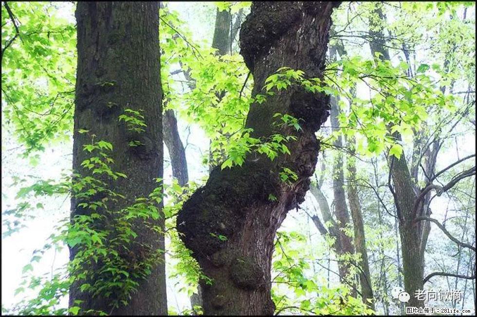 【春天，广西桂林灌阳县向您发出邀请！】在小龙村与春天约会 - 游山玩水 - 固原生活社区 - 固原28生活网 guyuan.28life.com