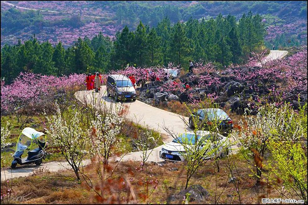 【春天，广西桂林灌阳县向您发出邀请！】望月岭上桃花开 - 游山玩水 - 固原生活社区 - 固原28生活网 guyuan.28life.com