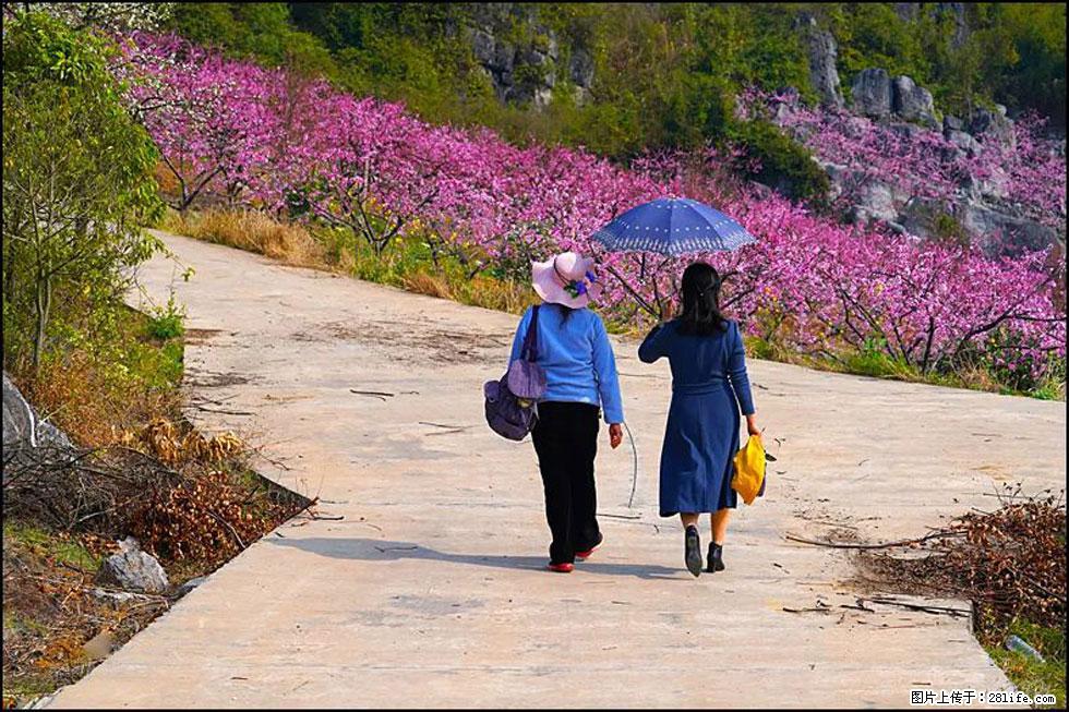 【春天，广西桂林灌阳县向您发出邀请！】望月岭上桃花开 - 游山玩水 - 固原生活社区 - 固原28生活网 guyuan.28life.com