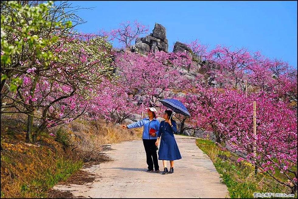 【春天，广西桂林灌阳县向您发出邀请！】望月岭上桃花开 - 游山玩水 - 固原生活社区 - 固原28生活网 guyuan.28life.com