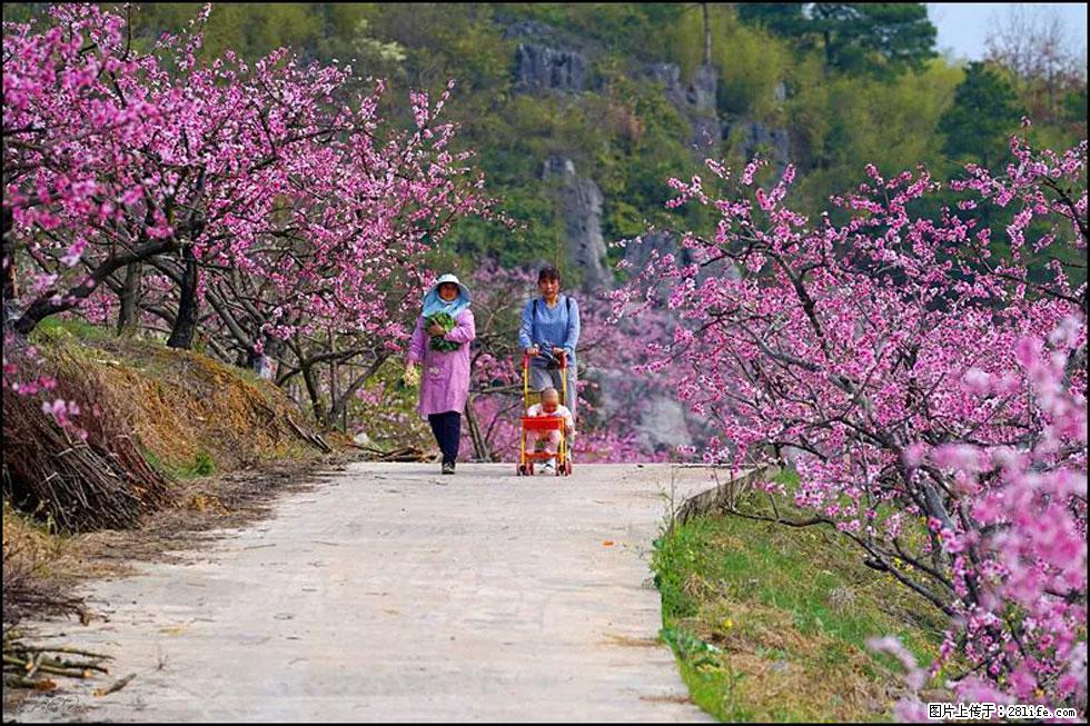 【春天，广西桂林灌阳县向您发出邀请！】望月岭上桃花开 - 游山玩水 - 固原生活社区 - 固原28生活网 guyuan.28life.com