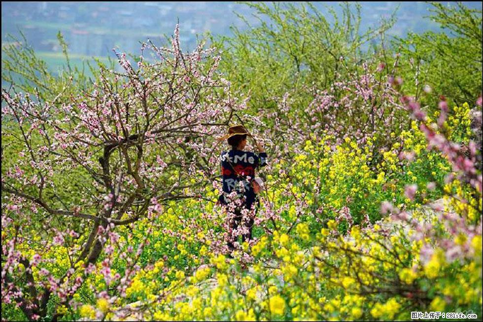 【春天，广西桂林灌阳县向您发出邀请！】望月岭上桃花开 - 游山玩水 - 固原生活社区 - 固原28生活网 guyuan.28life.com