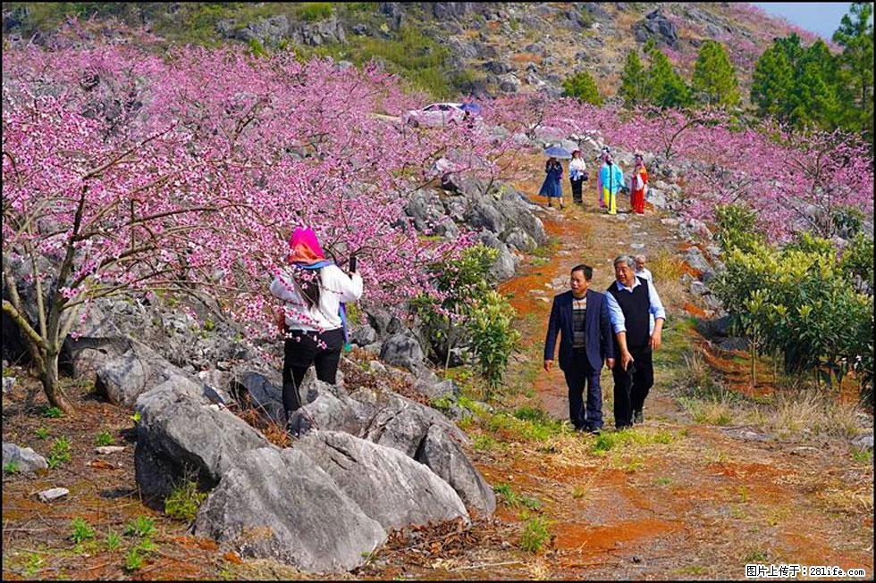 【春天，广西桂林灌阳县向您发出邀请！】望月岭上桃花开 - 游山玩水 - 固原生活社区 - 固原28生活网 guyuan.28life.com