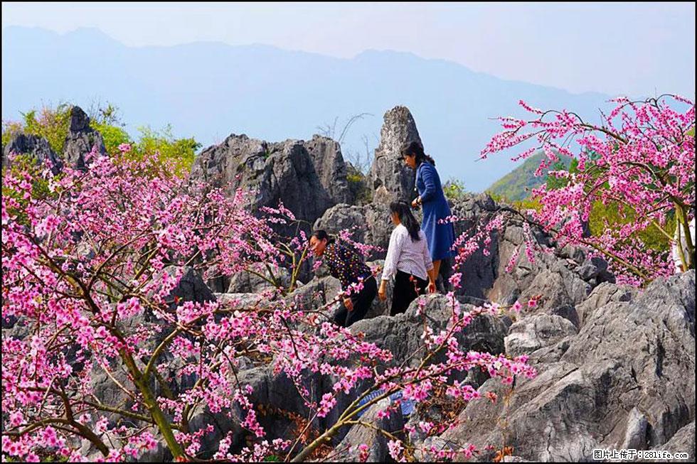 【春天，广西桂林灌阳县向您发出邀请！】望月岭上桃花开 - 游山玩水 - 固原生活社区 - 固原28生活网 guyuan.28life.com