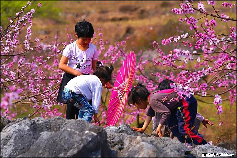 【春天，广西桂林灌阳县向您发出邀请！】望月岭上桃花开 - 游山玩水 - 固原生活社区 - 固原28生活网 guyuan.28life.com