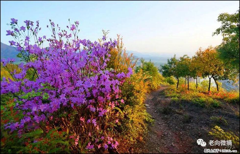【春天,广西桂林灌阳县向您发出邀请!】登麒麟山,相约映山红 - 游山玩水 - 固原生活社区 - 固原28生活网 guyuan.28life.com